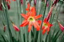 March Lily bulbs(any color) (packof 1)