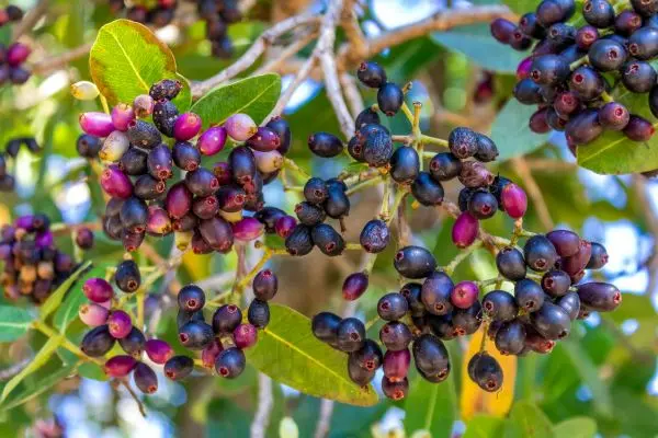 Jamun plant