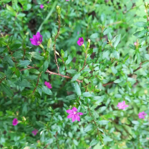 Mexican heather plant