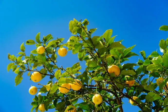 Lemon plant