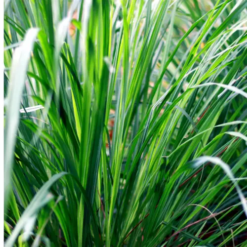 Lemon Grass plant