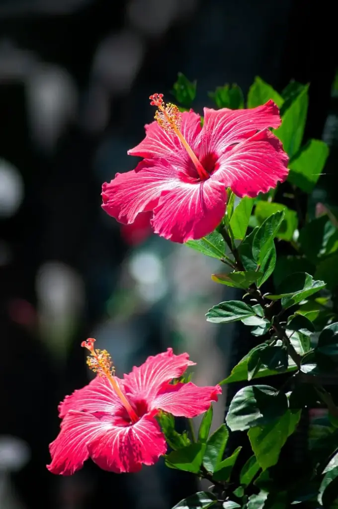 Hibiscus plant (any color) 