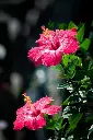 Hibiscus plant (any color) 