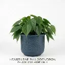Heart leaf philodendron