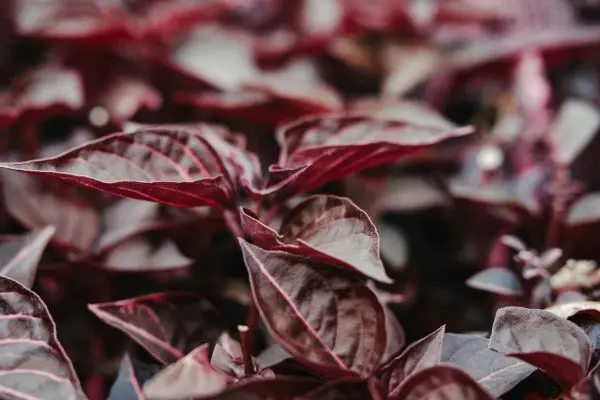 Little Ruby plant