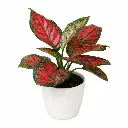 Aglaonema pink
