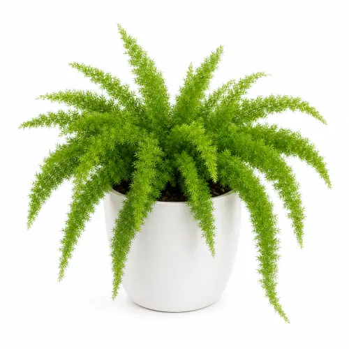 Foxtail Fern