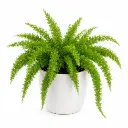 Foxtail Fern