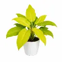 Philodendron ceylon gold