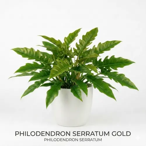 Philodendron golden serratum