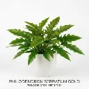 Philodendron golden serratum