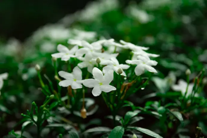 Crape Jasmine plant