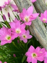 Rain Lily bulbs