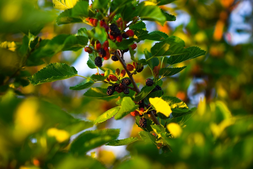 Mulberry plant