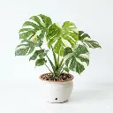 Monstera Dellicosa variegated THAI CONSTELLATION
