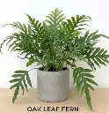 Oak leaf fern