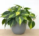 Philodendron Brasil