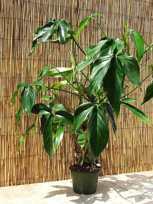Philodendron Tripartitum plant