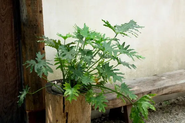 Philodendron Xanadu plant
