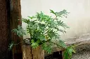 Philodendron Xanadu plant