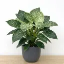 Philodendron birkin