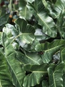 Philodendron Burle Marx plant