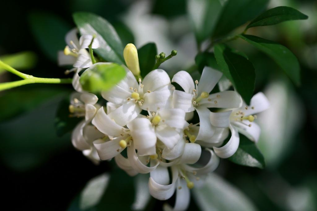 Orange Jasmine plant