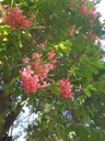 Rangoon creeper plant