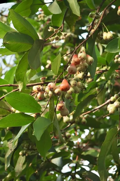 Water Apple plant