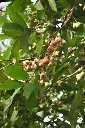 Water Apple plant