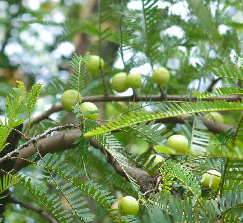 Amla plant