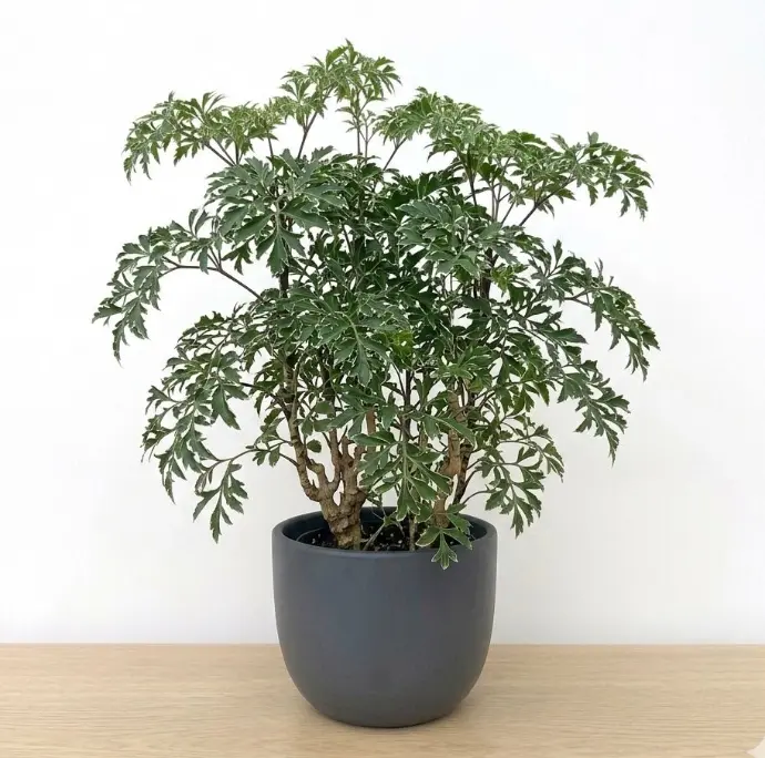 Aralia