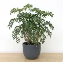 Aralia
