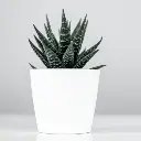 Zebra plant