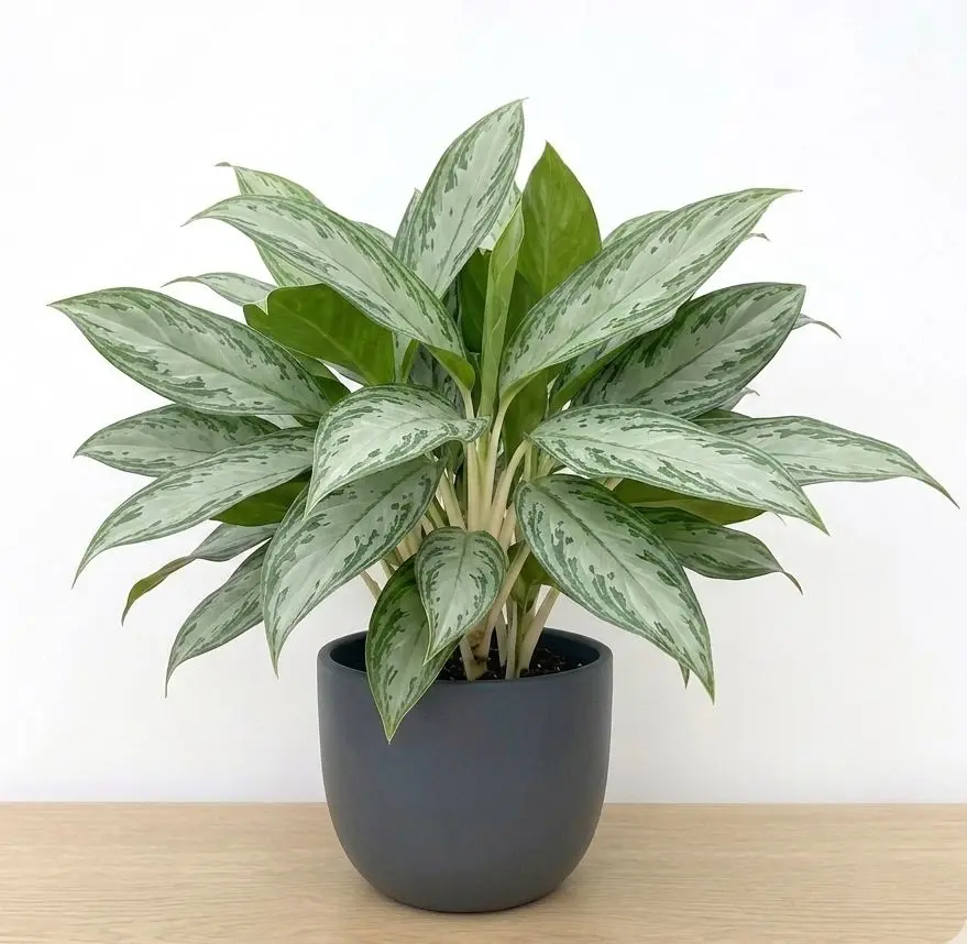 Chinese Evergreen Var. Silver Queen