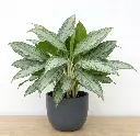 Chinese Evergreen Var. Silver Queen
