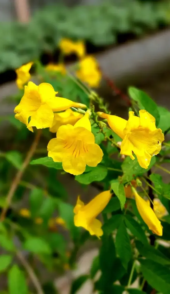 Trumpetbush plant