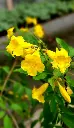 Trumpetbush plant
