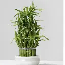 Lucky Bamboo