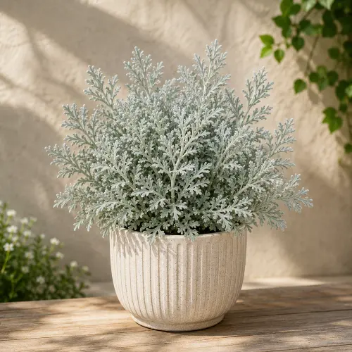 Silver wormwood plant