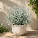 Silver wormwood plant
