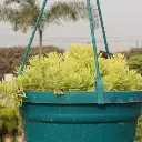 Sedum lineare