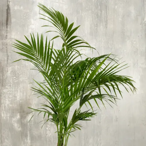 Kentia palm