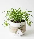 Spider plant Gift pot