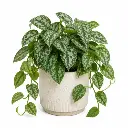 Satin pothos