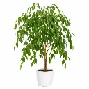 Weeping fig