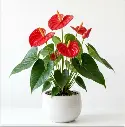 Anthurium