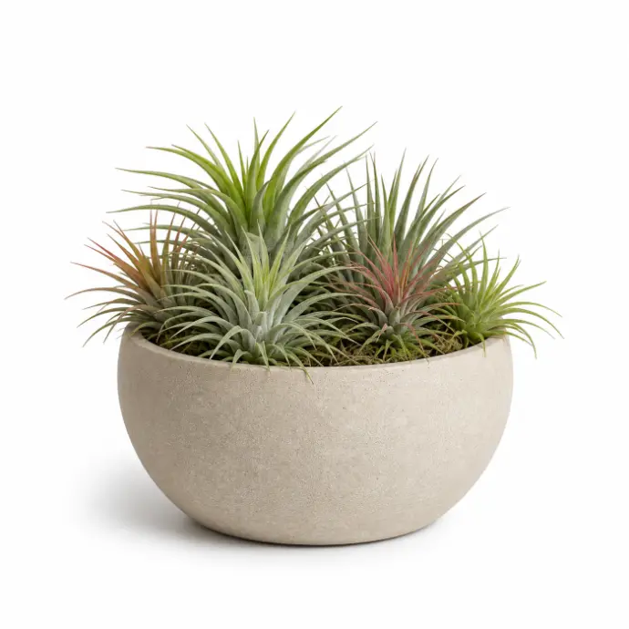 Air plants