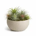 Air plants
