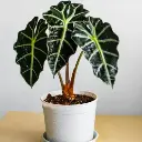 Alocasia polly